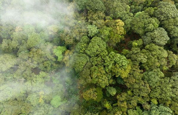 Emissao-de-carbono-O-que-e-e-como-reduzir-na-sua-empresa