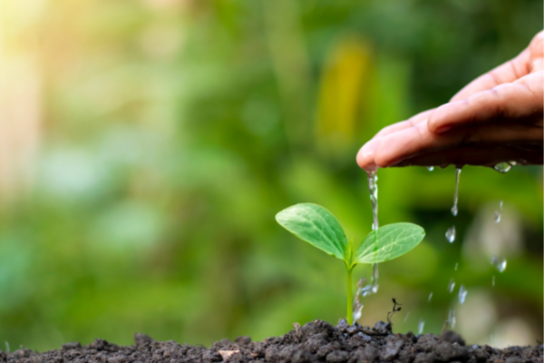 Descubra o que é recuperação ambiental, e como governos, empresas e a sociedade podem contribuir para a restauração ecológica.