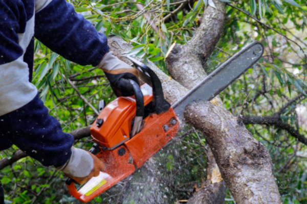 Precisa remover árvores ou vegetação para seu projeto? Descubra como obter a autorização de supressão de vegetação (ASV) de forma rápida e dentro da lei.